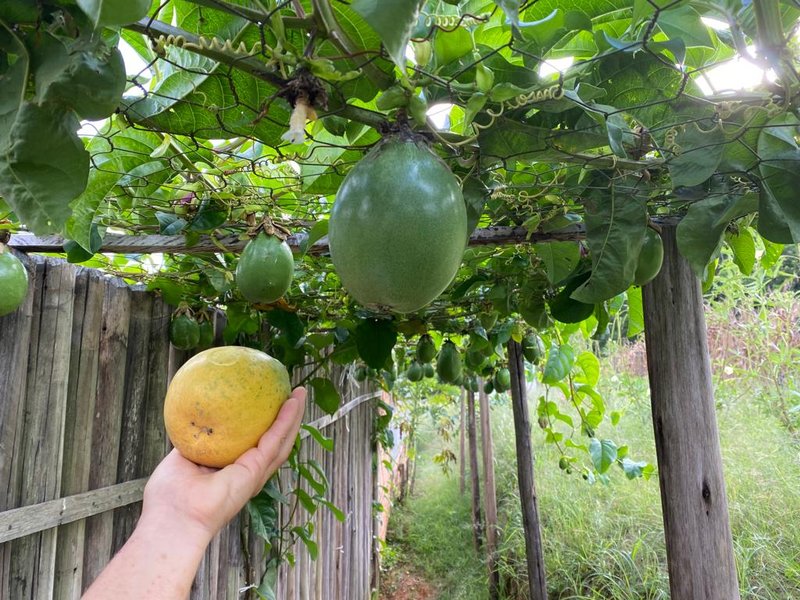 SÍTIO COM 9.6 HECTARES EM SÃO MIGUEL DO ARCANJO - SAO MIGUEL ARCANJO - 