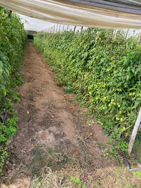 SÍTIO COM 9.6 HECTARES EM SÃO MIGUEL DO ARCANJO - SAO MIGUEL ARCANJO - 