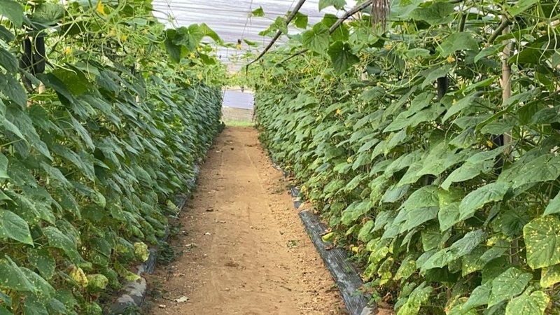 SÍTIO COM 9.6 HECTARES EM SÃO MIGUEL DO ARCANJO - SAO MIGUEL ARCANJO - 