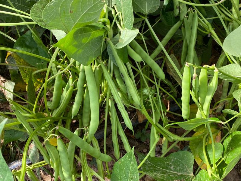SÍTIO COM 9.6 HECTARES EM SÃO MIGUEL DO ARCANJO - SAO MIGUEL ARCANJO - 