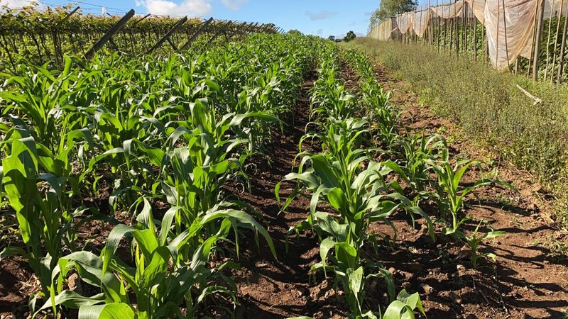 SÍTIO COM 9.6 HECTARES EM SÃO MIGUEL DO ARCANJO - SAO MIGUEL ARCANJO - 
