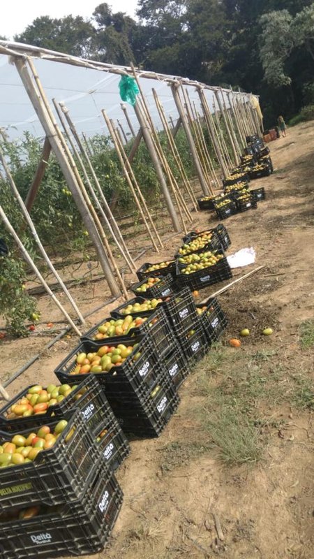 SÍTIO COM 9.6 HECTARES EM SÃO MIGUEL DO ARCANJO - SAO MIGUEL ARCANJO - 