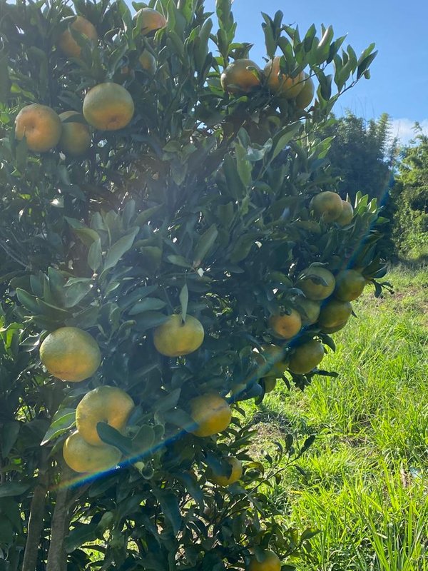 SÍTIO COM 9.6 HECTARES EM SÃO MIGUEL DO ARCANJO - SAO MIGUEL ARCANJO - 