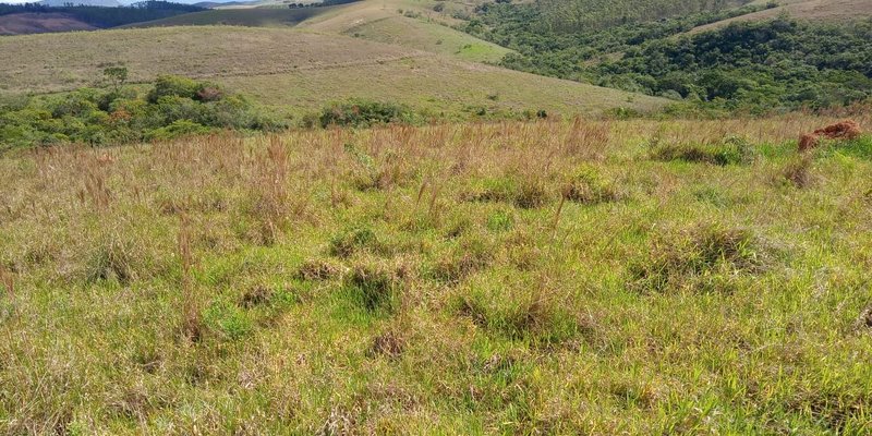 FAZENDA COM 260 HECTARES EM SERITINGA - SERITINGA - 