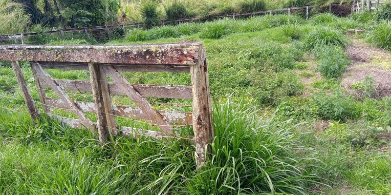 FAZENDA COM 260 HECTARES EM SERITINGA - SERITINGA - 