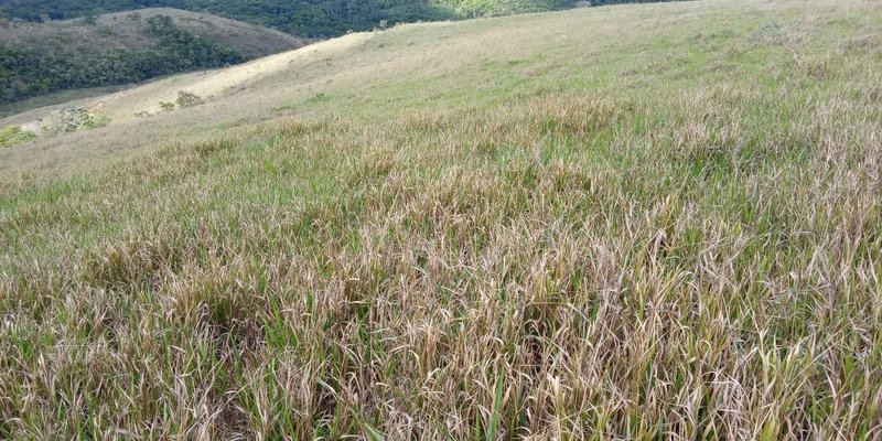 FAZENDA COM 260 HECTARES EM SERITINGA - SERITINGA - 