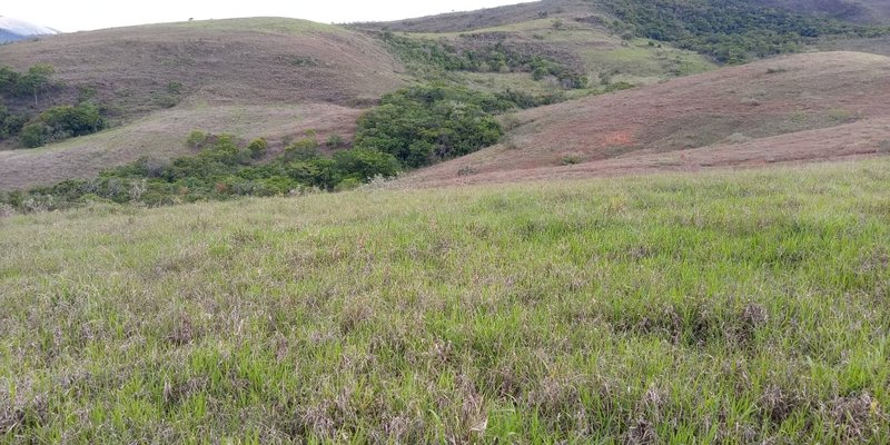 FAZENDA COM 260 HECTARES EM SERITINGA - SERITINGA - 