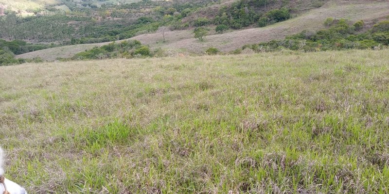 FAZENDA COM 260 HECTARES EM SERITINGA - SERITINGA - 