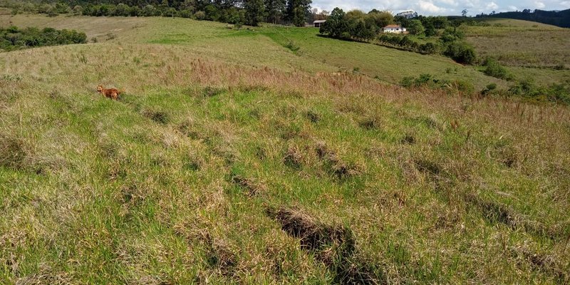 FAZENDA COM 260 HECTARES EM SERITINGA - SERITINGA - 