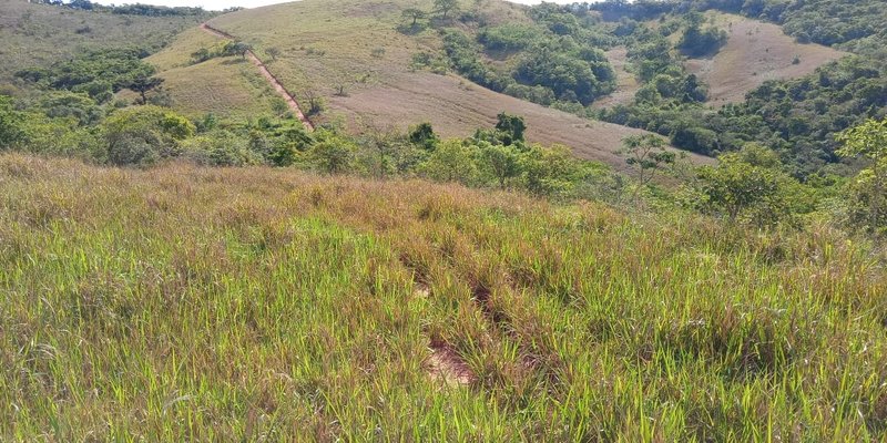 FAZENDA COM 260 HECTARES EM SERITINGA - SERITINGA - 