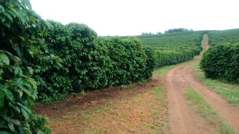 FAZENDA COM 206 HECTARES PRÓXIMO A CAXAMBU - CAXAMBU - 