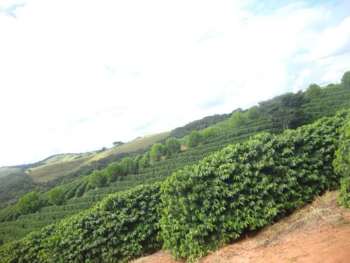 FAZENDA COM 206 HECTARES PRÓXIMO A CAXAMBU - CAXAMBU - 