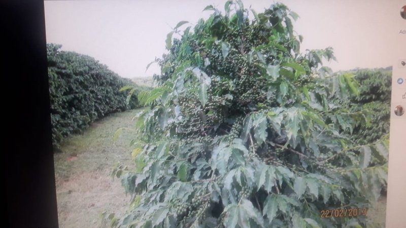 FAZENDA COM 206 HECTARES PRÓXIMO A CAXAMBU - CAXAMBU - 