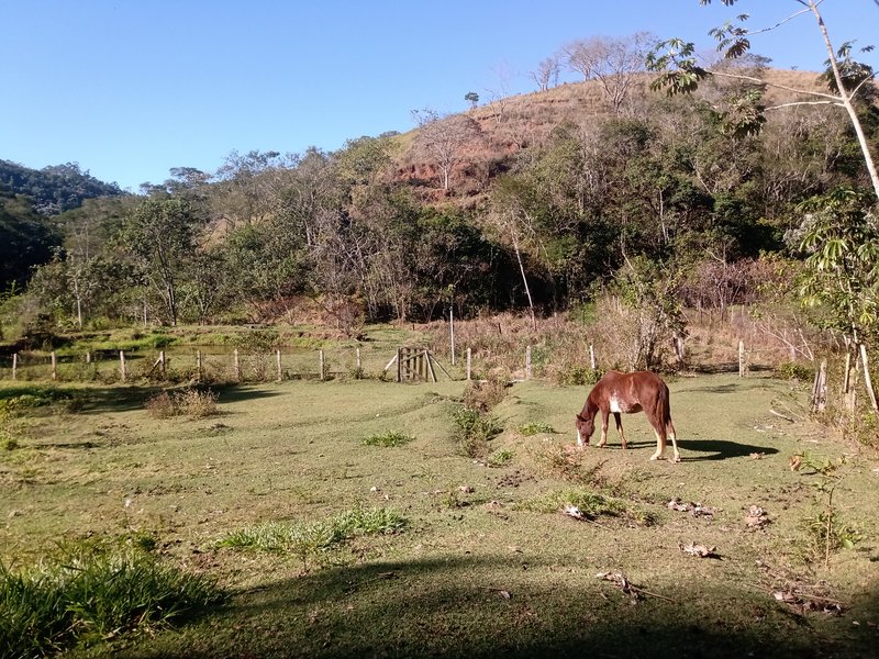 SITIO 3  HECTARES EM MONTEIRO LABATO - MONTEIRO LOBATO - 