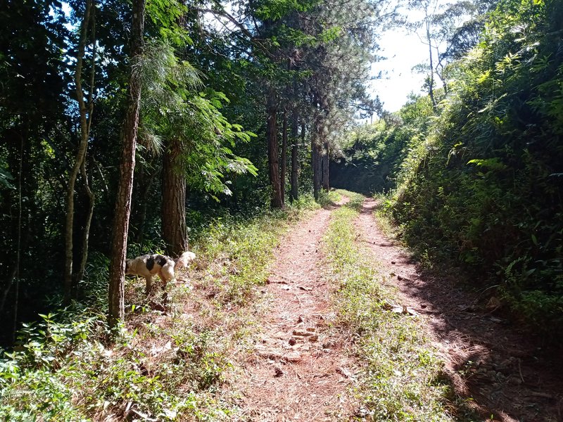SÍTIO 8.2 HECTARES EM SÃO JOSÉ DOS CAMPOS - São José dos Campos - 