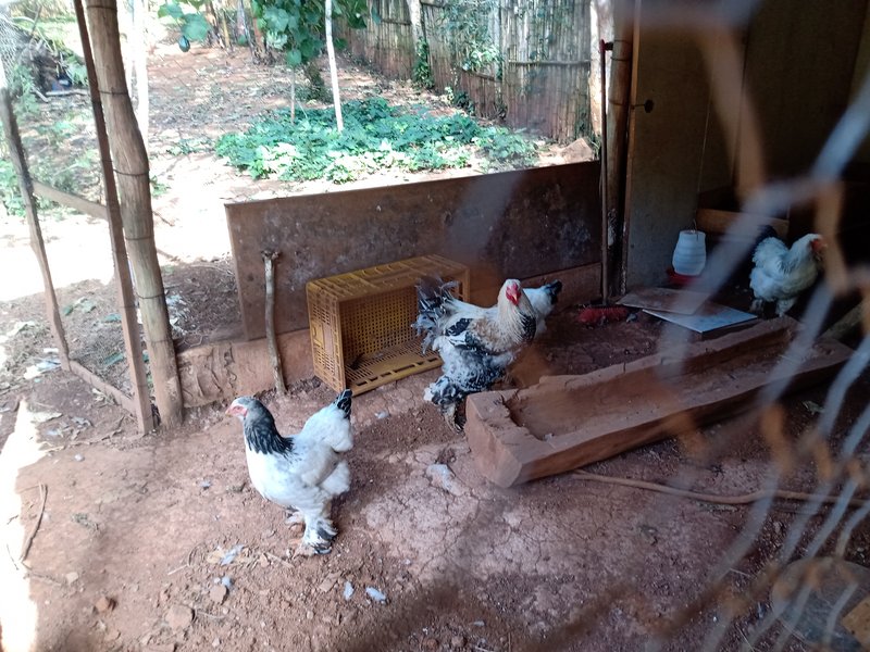SÍTIO 8.2 HECTARES EM SÃO JOSÉ DOS CAMPOS - São José dos Campos - 
