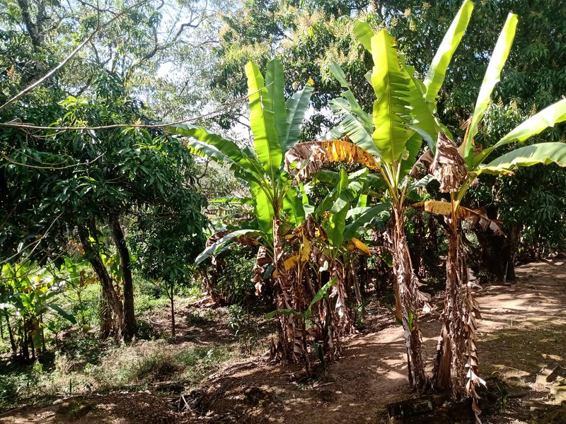 SÍTIO COM 33.8 HECTARES NO VALE DO PARAIBA - Caçapava - 