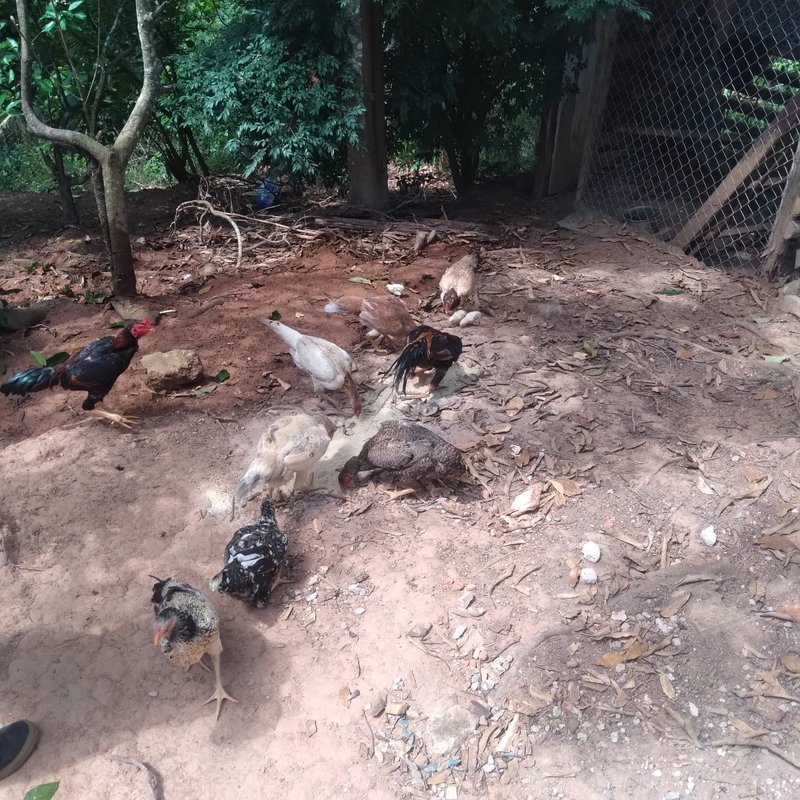 CHÁCARA COM 2.000 METROS EM SANTA BRANCA NA REPRESA - SANTA BRANCA - 