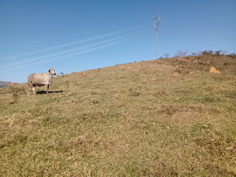 ÁREA RURAL COM 26 HECTARES EM MONTEIRO LOBATO - MONTEIRO LOBATO - 
