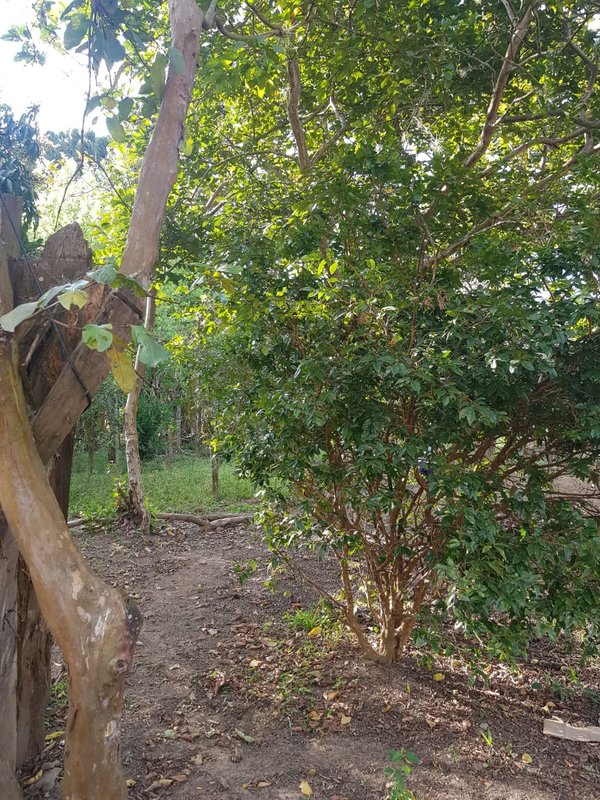 CHÁCARA COM 1.500 METROS EM SAPUCAÍ MIRIM - SAPUCAI-MIRIM - 