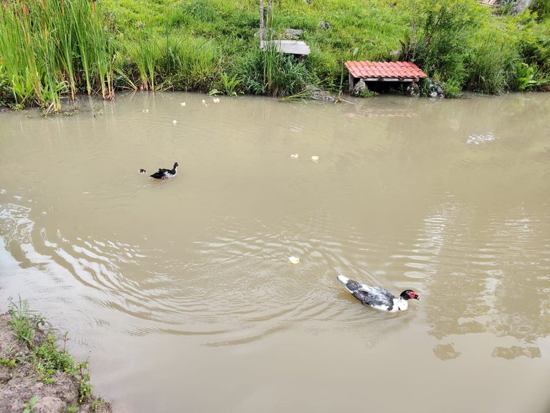 SÍTIO COM 14.7 HECTARES EM SÃO LUIZ DO PARAITINGA - SAO LUIS DO PARAITINGA - 