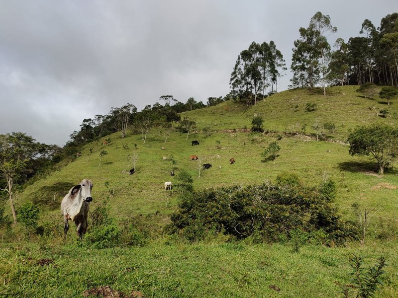 SÍTIO COM 14.7 HECTARES EM SÃO LUIZ DO PARAITINGA - SAO LUIS DO PARAITINGA - 