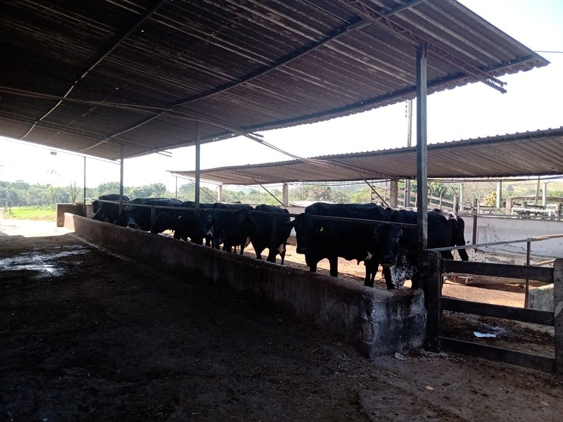 SÍTIO COM 29 HECTARES EM JACAREÍ - Jacareí - 