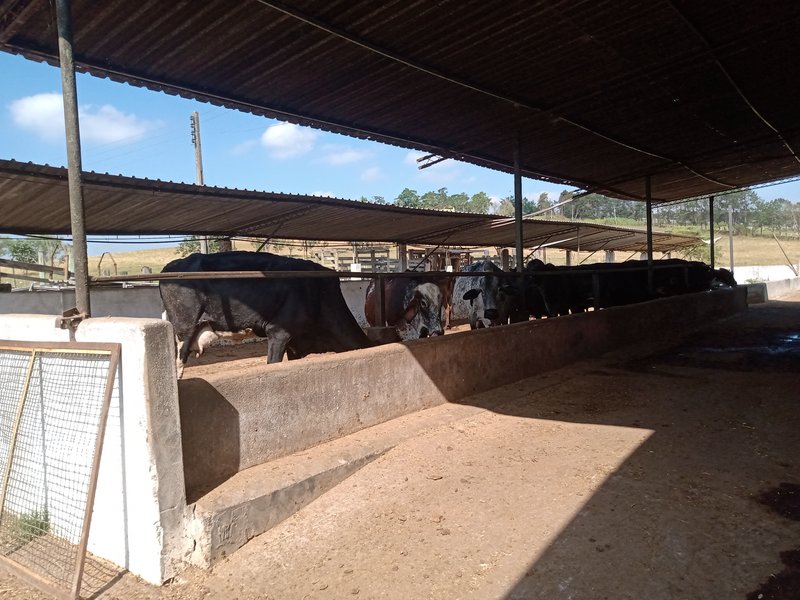SÍTIO COM 29 HECTARES EM JACAREÍ - Jacareí - 