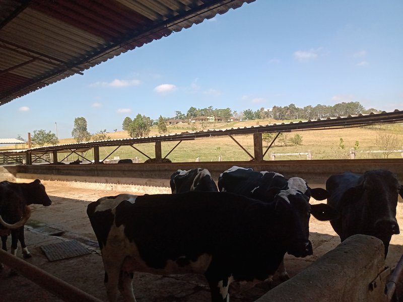SÍTIO COM 29 HECTARES EM JACAREÍ - Jacareí - 