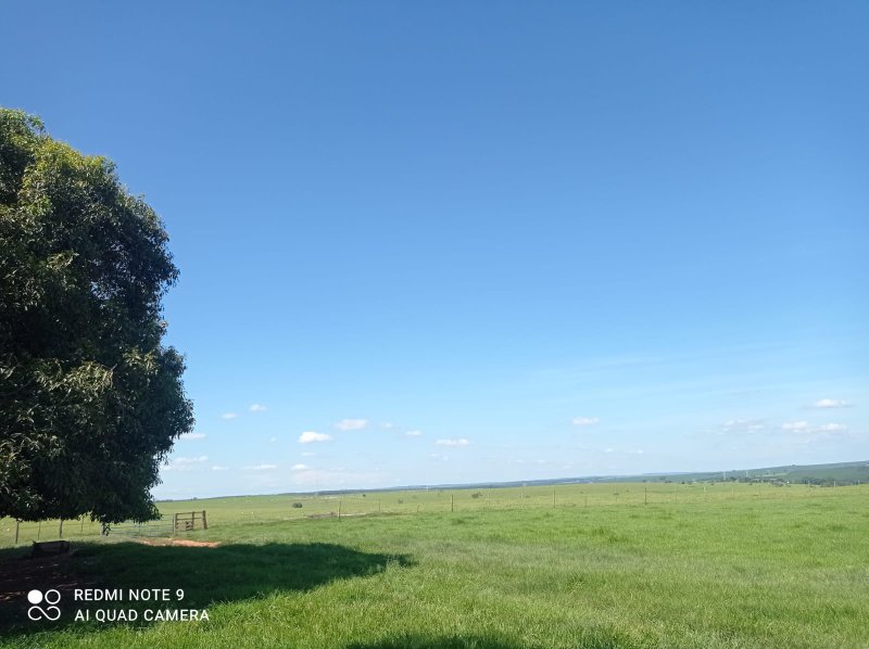 FAZENDA COM 588 HECTARES EM JALES - JALES - 