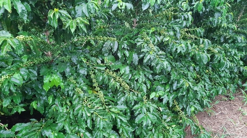FAZENDA COM 197,47 HECTARES NA REGIÃO DE MACHADO - MACHADO - 