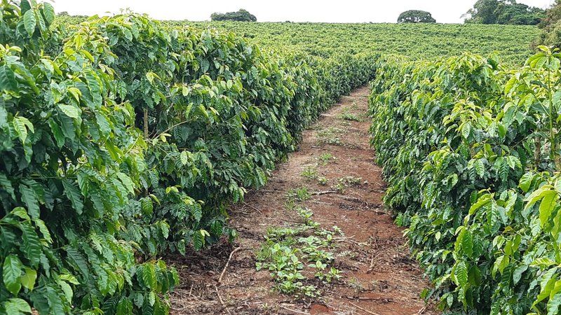 FAZENDA COM 197,47 HECTARES NA REGIÃO DE MACHADO - MACHADO - 