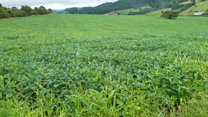 FAZENDA COM 197,47 HECTARES NA REGIÃO DE MACHADO - MACHADO - 