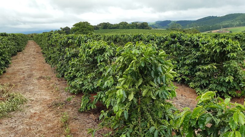 FAZENDA COM 197,47 HECTARES NA REGIÃO DE MACHADO - MACHADO - 