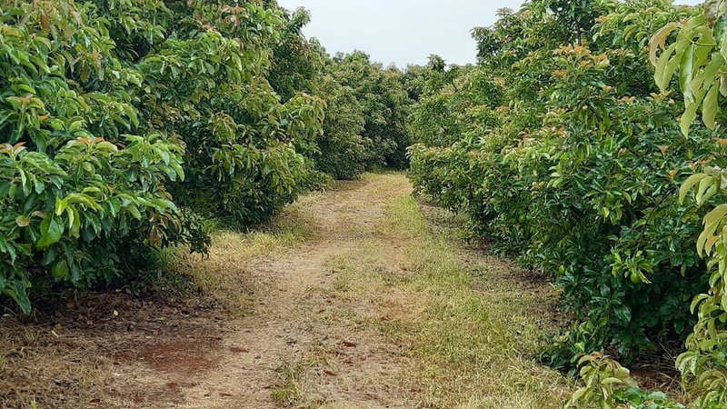 FAZENDA COM 197,47 HECTARES NA REGIÃO DE MACHADO - MACHADO - 