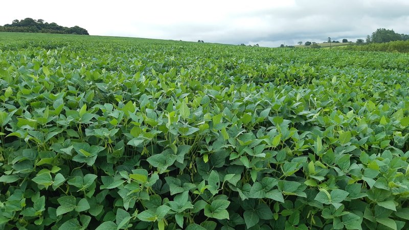 FAZENDA COM 197,47 HECTARES NA REGIÃO DE MACHADO - MACHADO - 