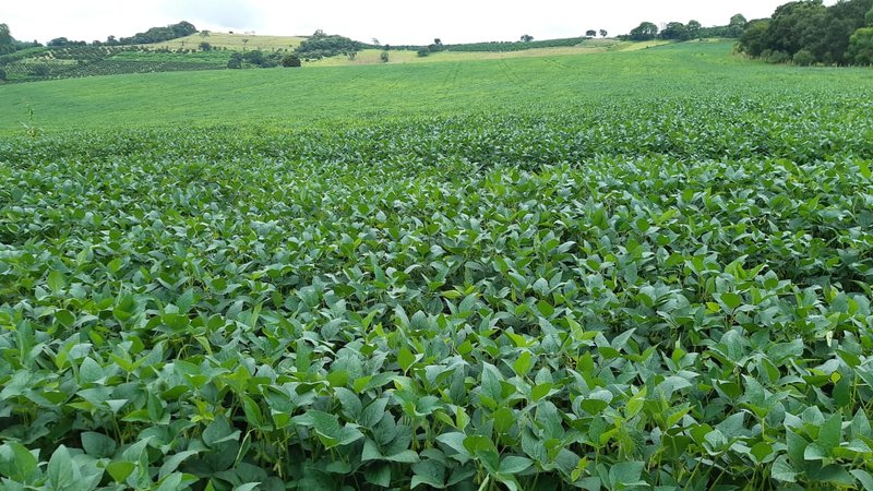 FAZENDA COM 197,47 HECTARES NA REGIÃO DE MACHADO - MACHADO - 