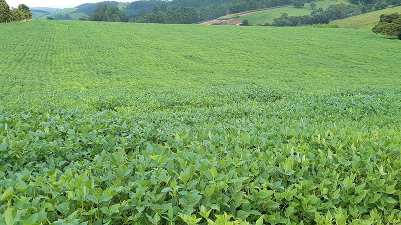 FAZENDA COM 197,47 HECTARES NA REGIÃO DE MACHADO - MACHADO - 