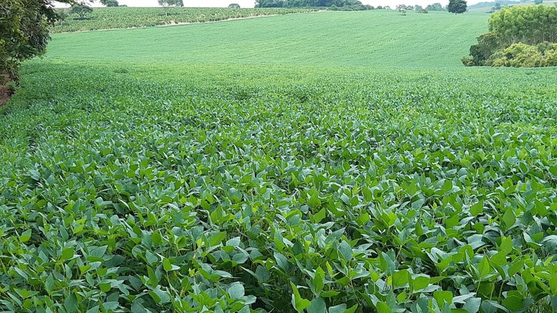 FAZENDA COM 197,47 HECTARES NA REGIÃO DE MACHADO - MACHADO - 