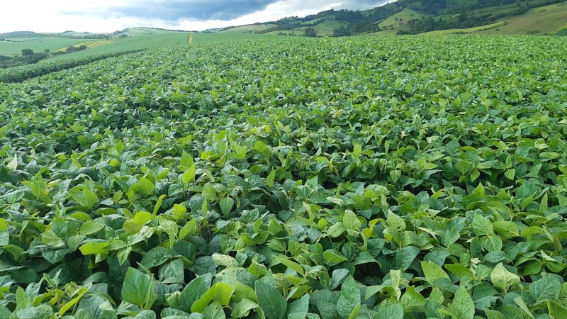 FAZENDA COM 140 ALQUEIRES NA REGIÃO DE POÇO FUNDO - POCO FUNDO - 