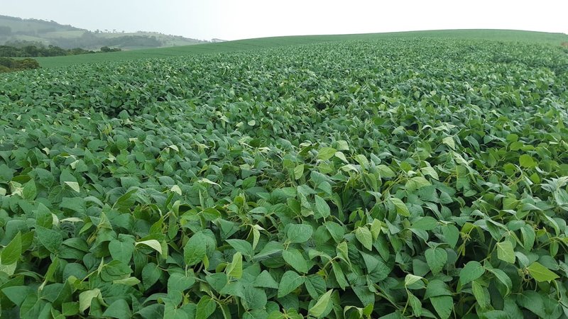 FAZENDA COM 140 ALQUEIRES NA REGIÃO DE POÇO FUNDO - POCO FUNDO - 