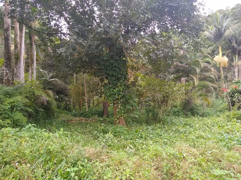 SÍTIO COM 24 HECTARES EM JUQUIA - JUQUIA - 