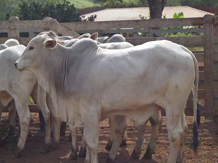 FAZENDA COM 250 HECTARES NO SUL DE MINAS - Cambuí - 
