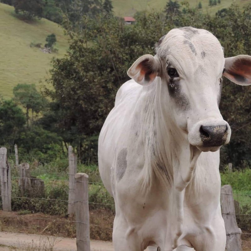 FAZENDA COM 250 HECTARES NO SUL DE MINAS - Cambuí - 