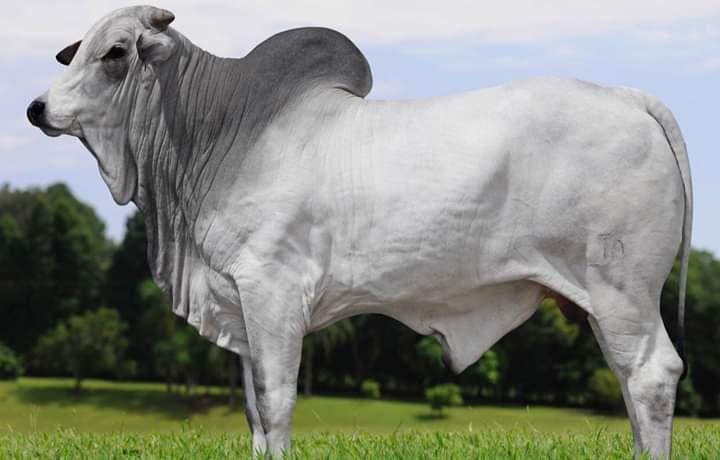 FAZENDA COM 250 HECTARES NO SUL DE MINAS - Cambuí - 