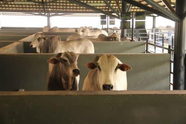 FAZENDA COM 250 HECTARES NO SUL DE MINAS - Cambuí - 