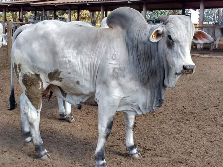 FAZENDA COM 250 HECTARES NO SUL DE MINAS - Cambuí - 