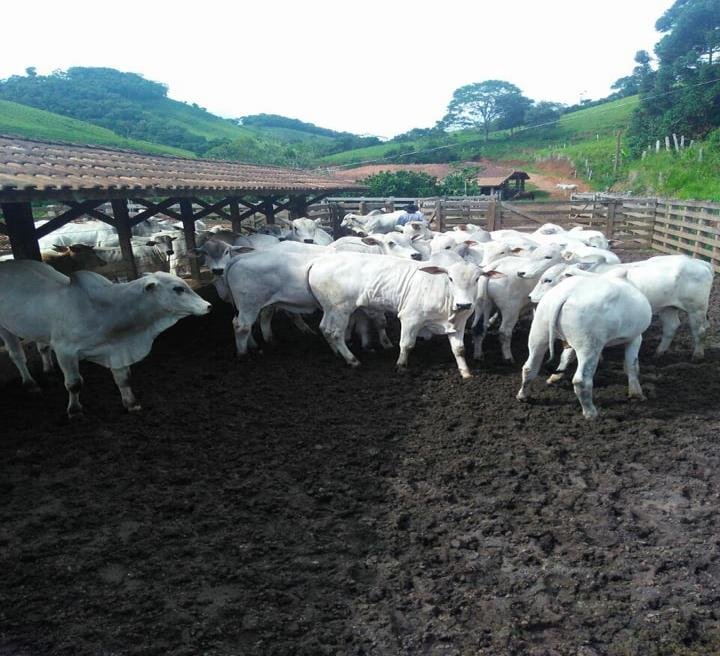 FAZENDA COM 250 HECTARES NO SUL DE MINAS - Cambuí - 