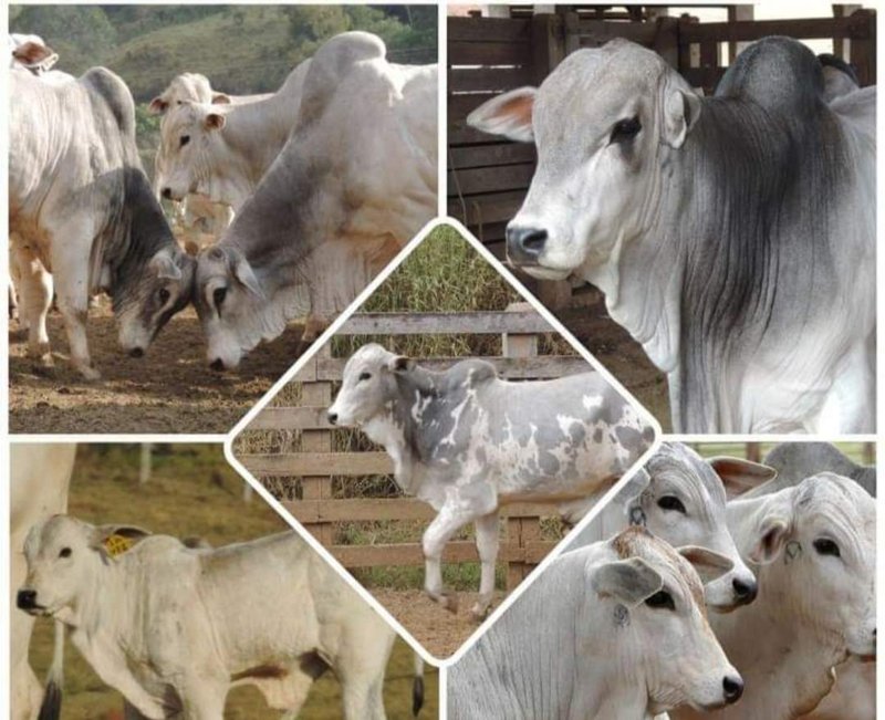 FAZENDA COM 250 HECTARES NO SUL DE MINAS - Cambuí - 