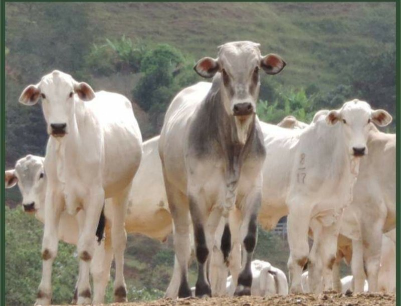 FAZENDA COM 250 HECTARES NO SUL DE MINAS - Cambuí - 